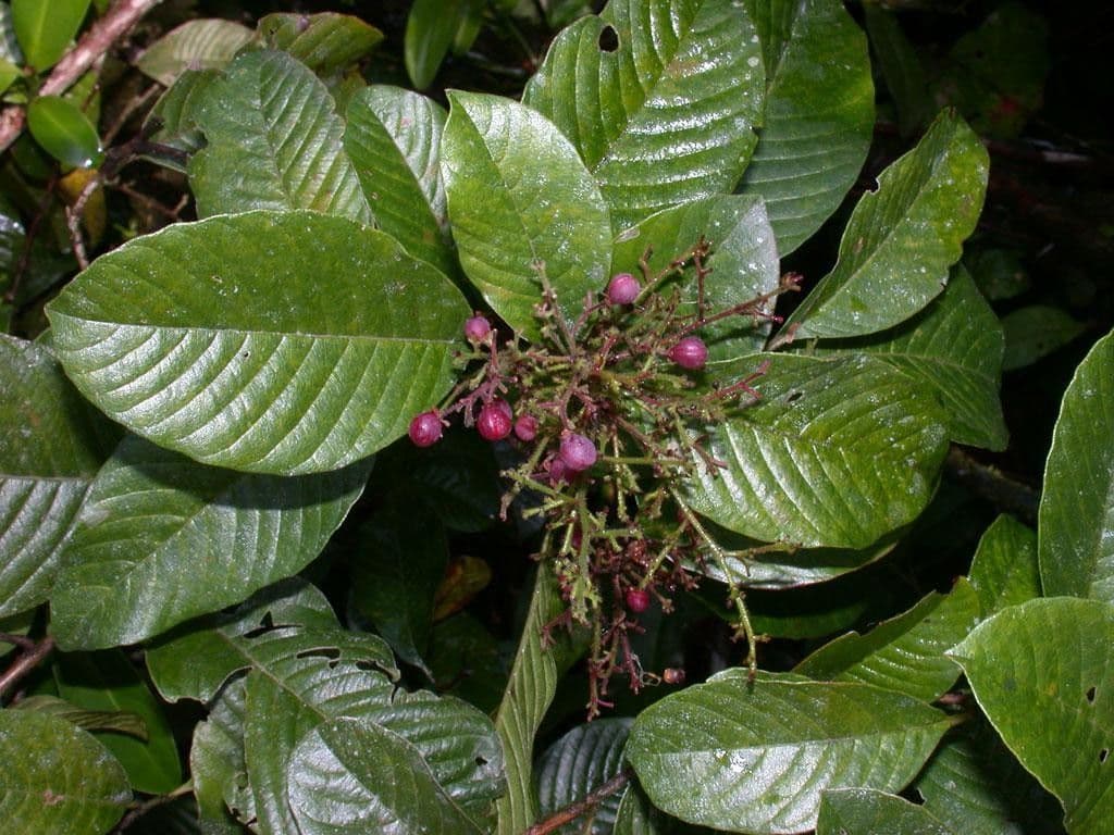 Davilla 19