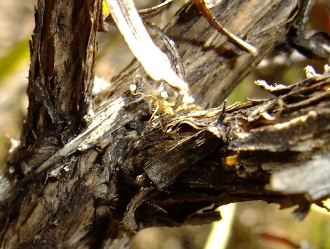 Globularia salicina 18