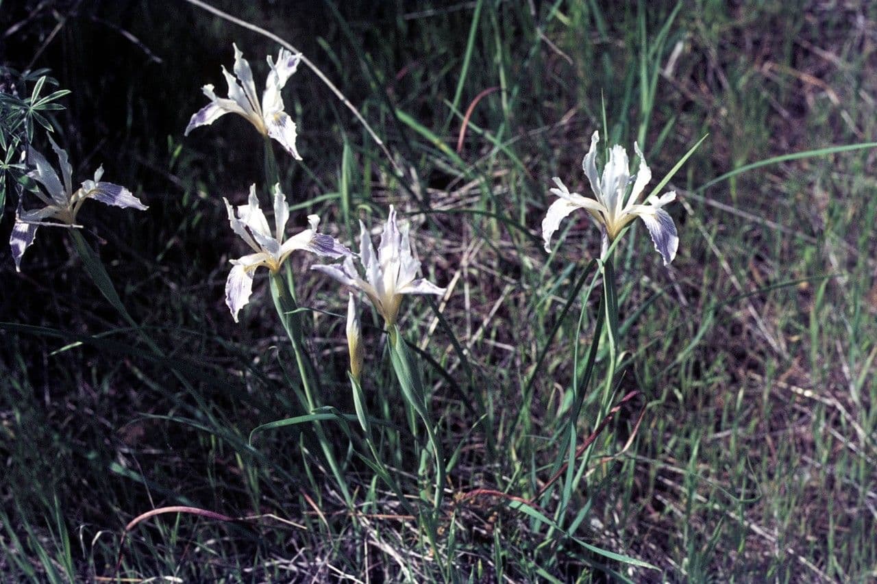 Iris 9