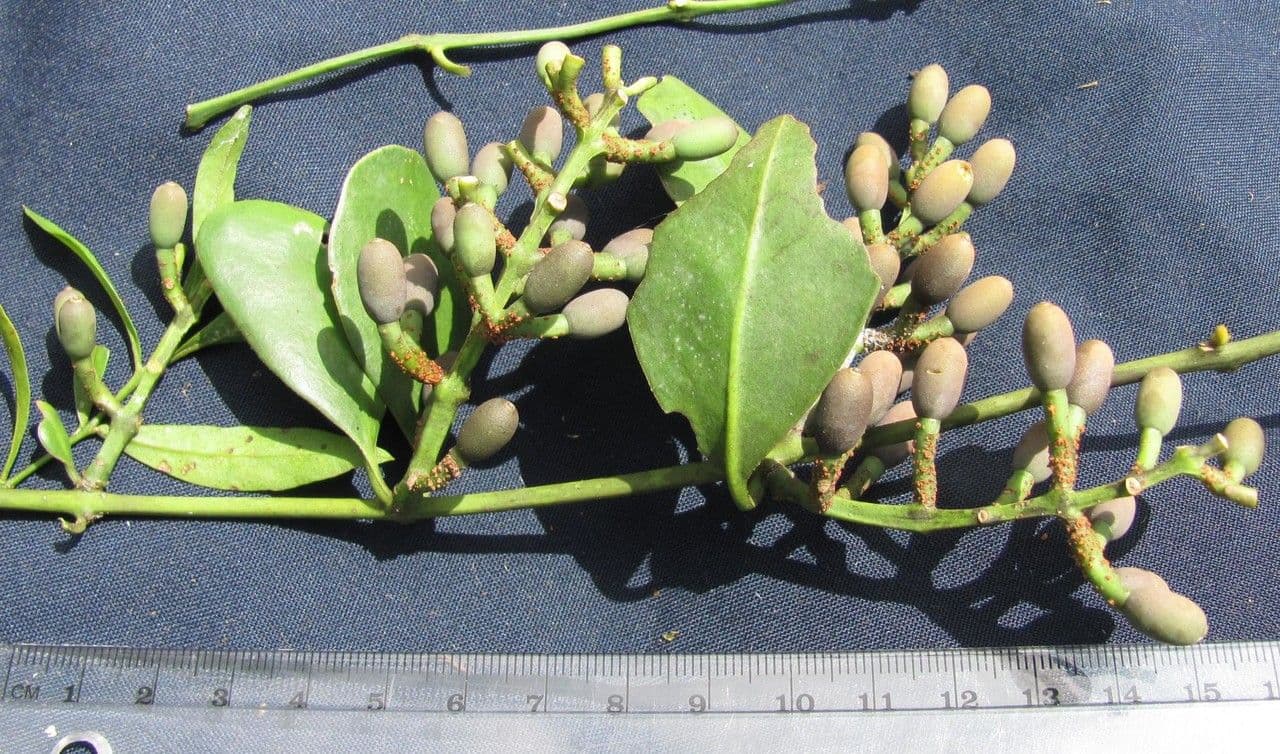 Struthanthus 4