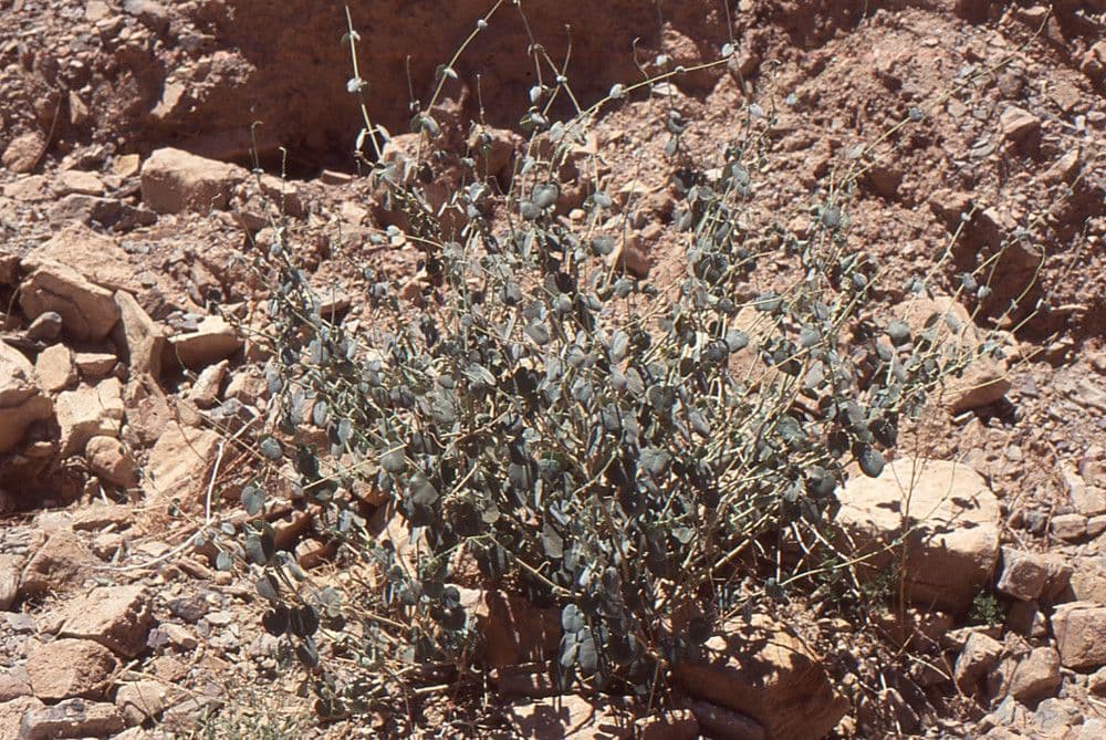 Pergularia tomentosa 15
