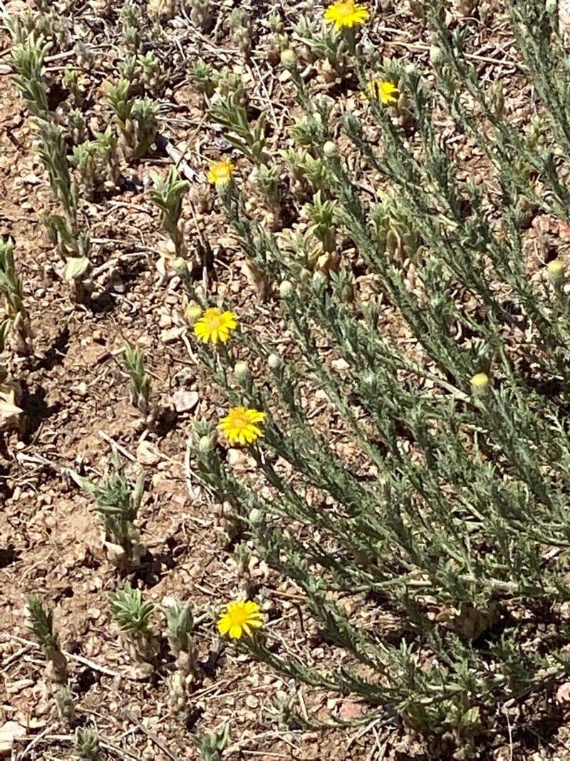 Grindelia 3