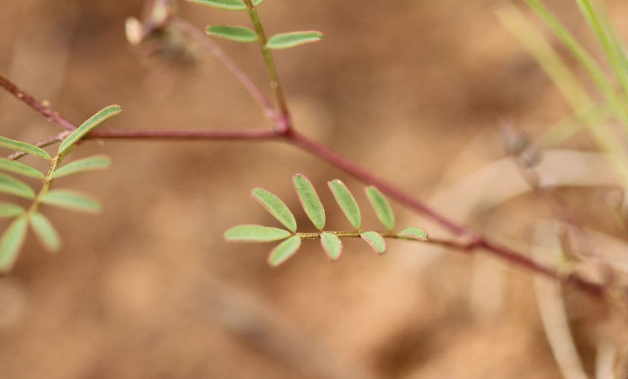 Ipocrepidi ciliata 20