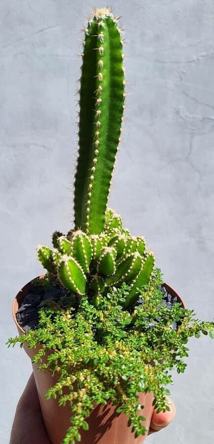 Cactus 23