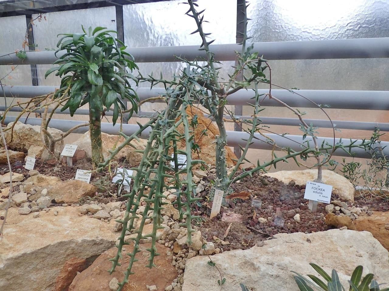 Adenia 2