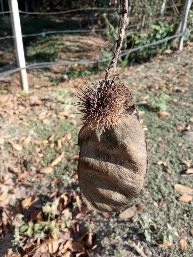 Centrolobium tomentosum 8