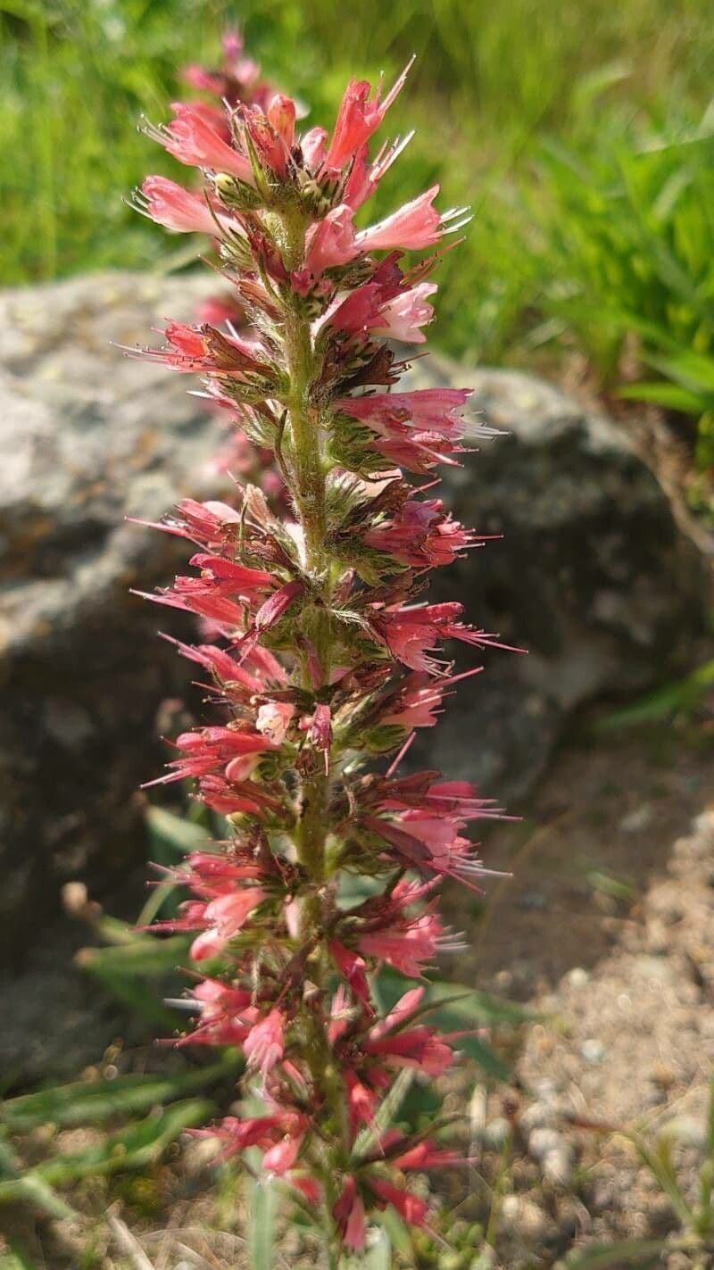 Pontechium maculato 5