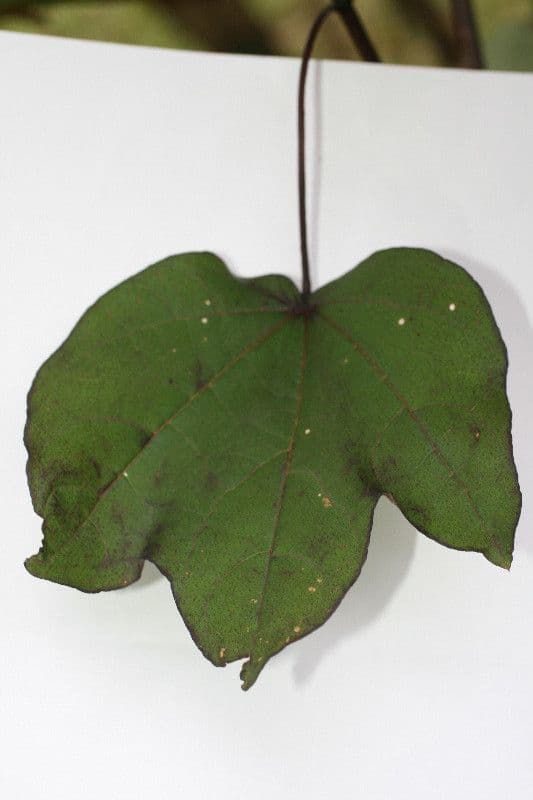 Baumwollbaum 26