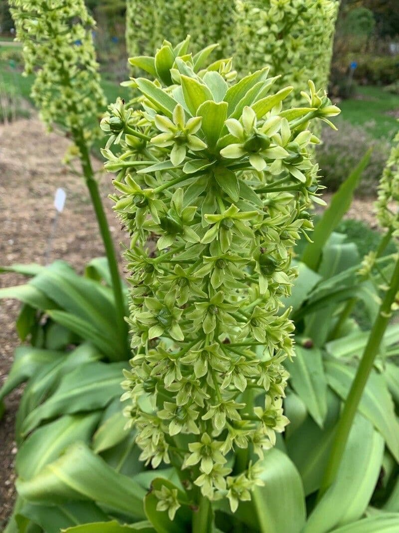 Eucomis 3