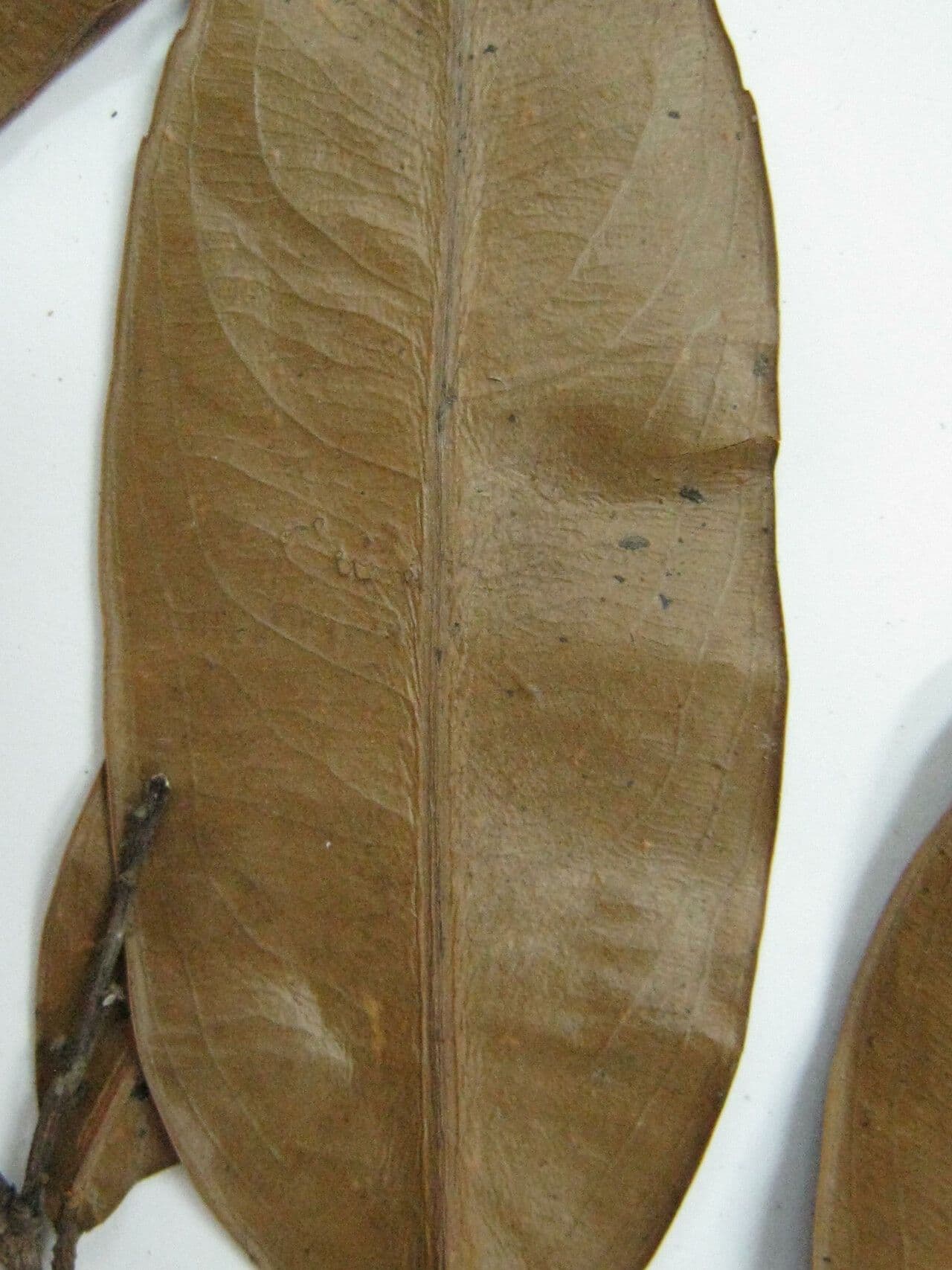 Ouratea Candollea 4