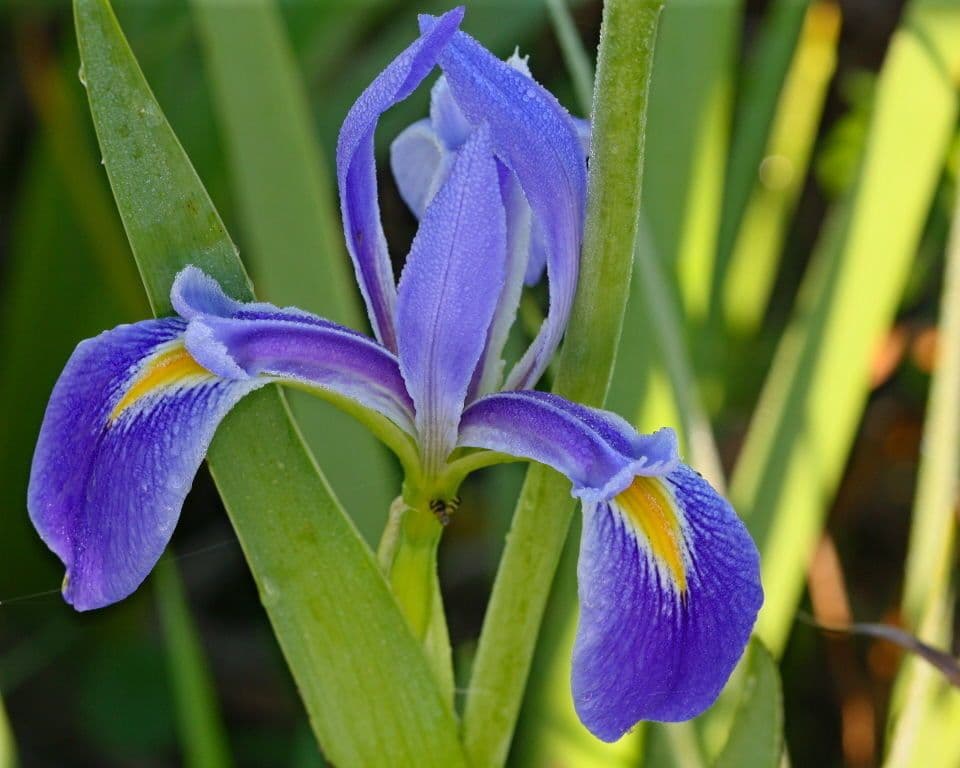 Iris hexagone 2