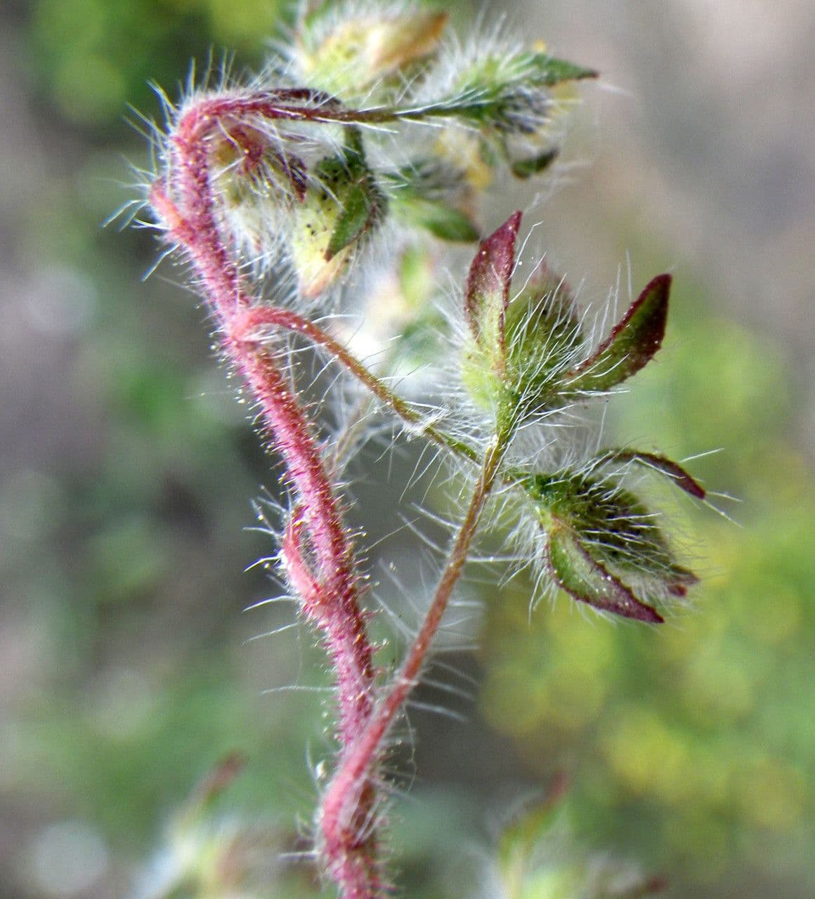Tuberaria 7