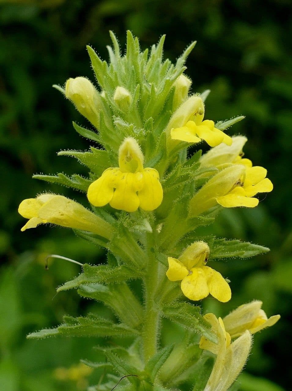 Speronella viscosa 8