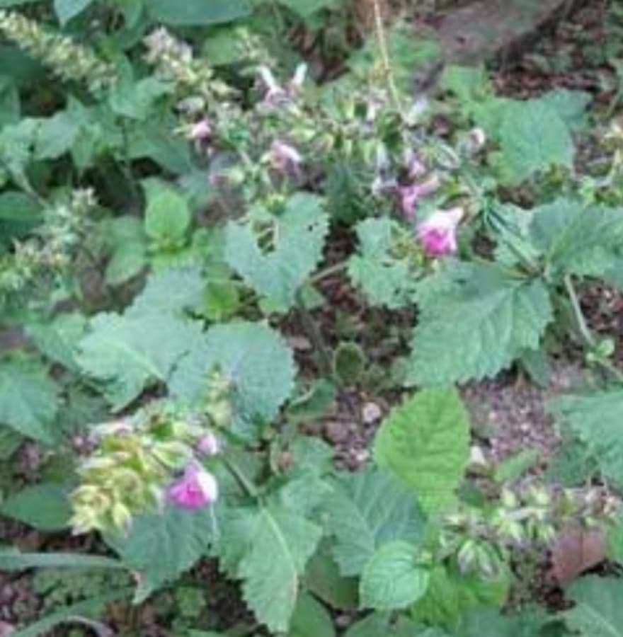 Salvia 4
