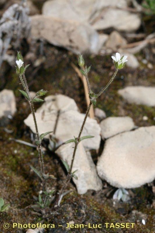 Arenaria modesta 7
