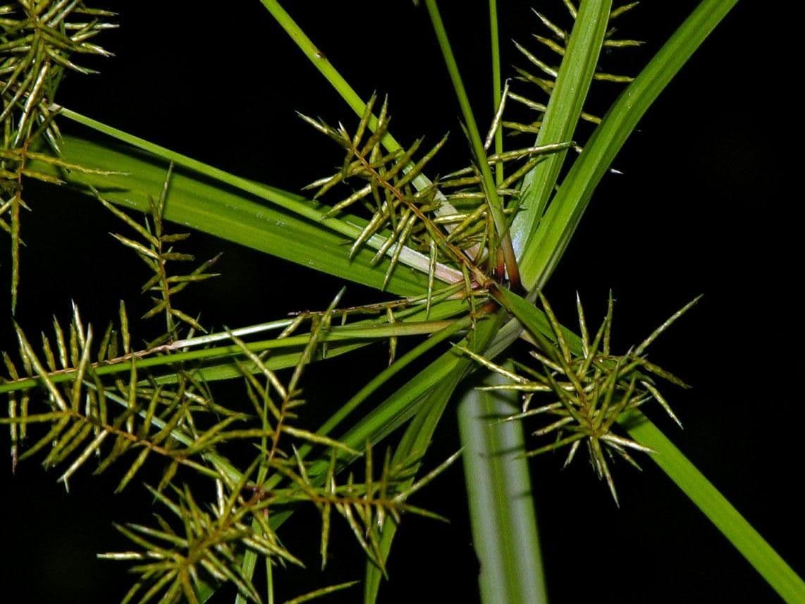 Zigolo odoroso 22
