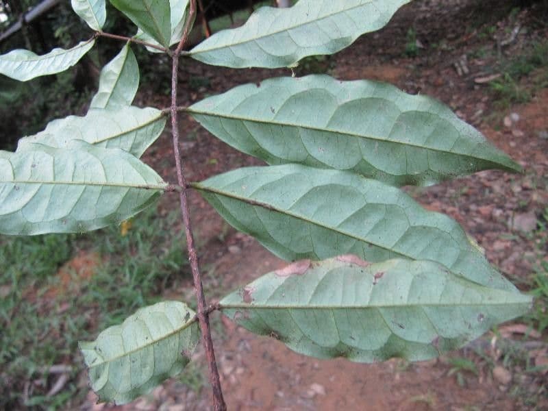 Eugenia patrisii