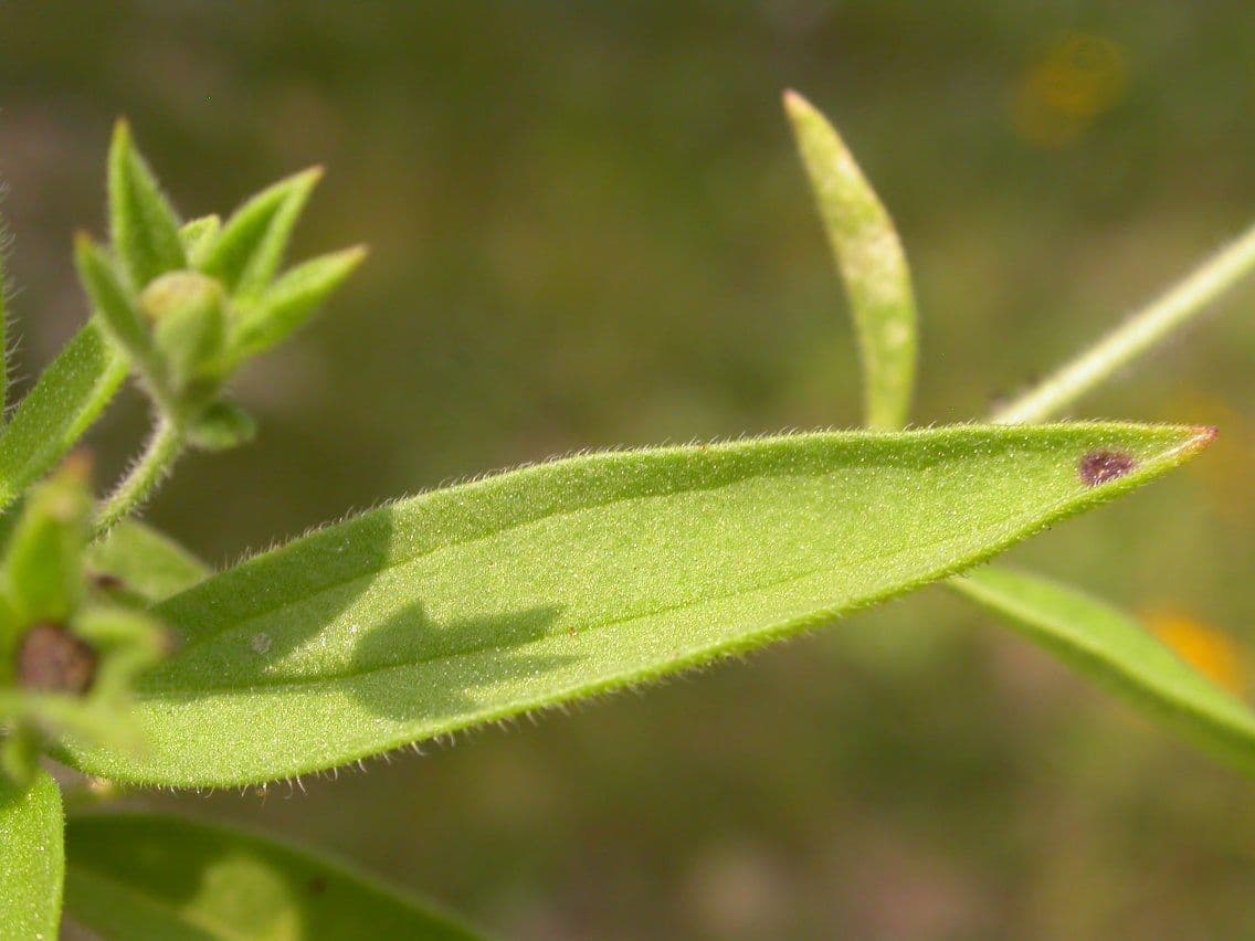 Trichostema 13