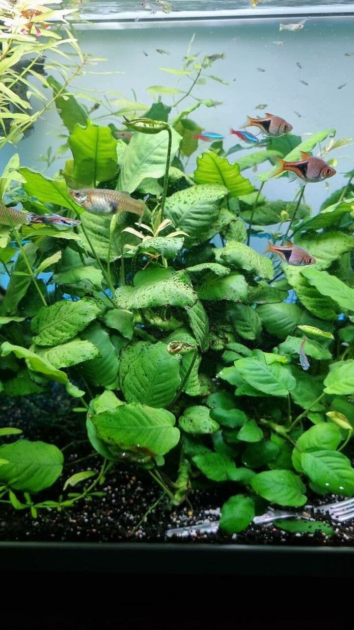 Anubias di Barter 5
