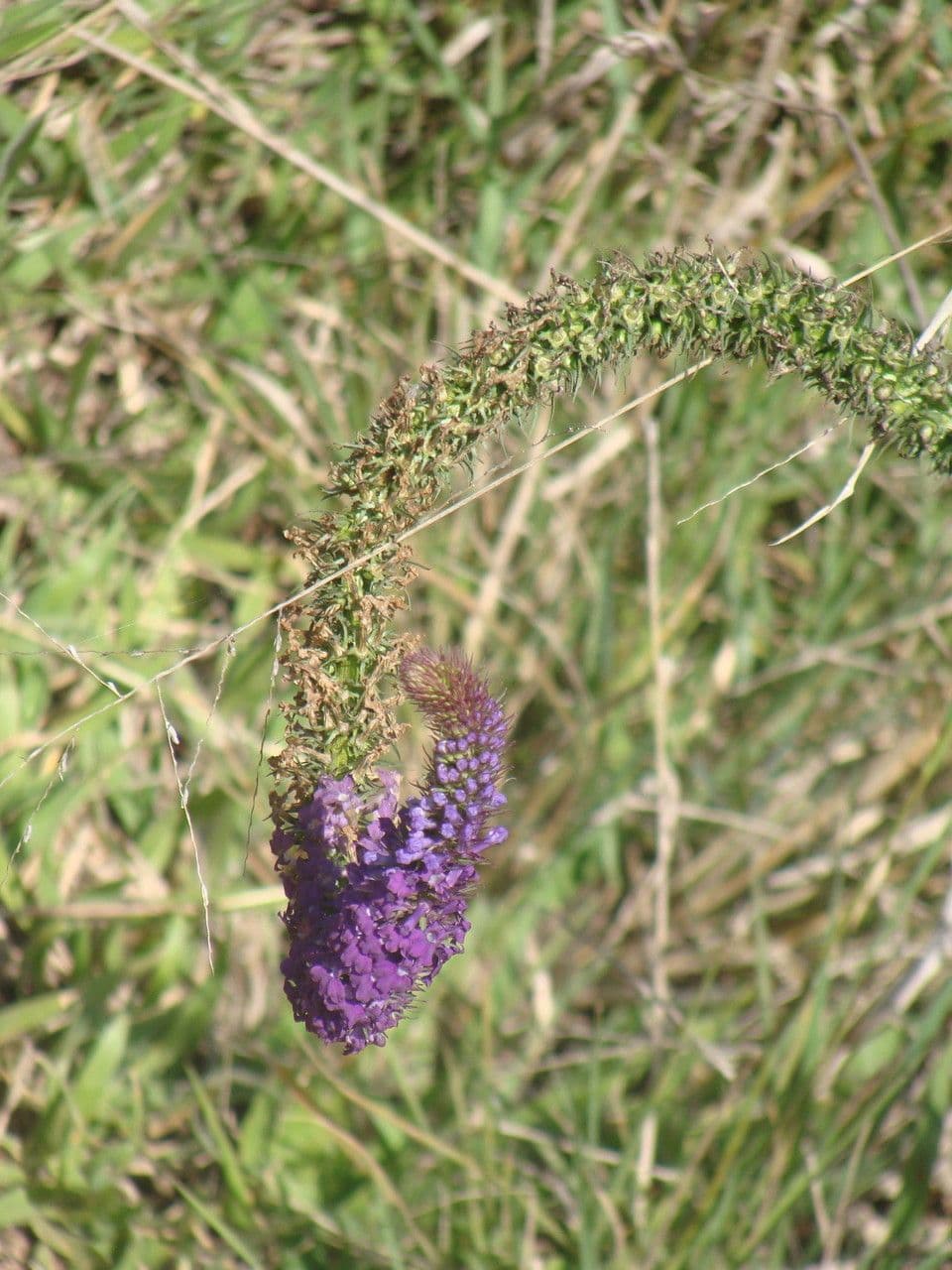 Lobelia 3