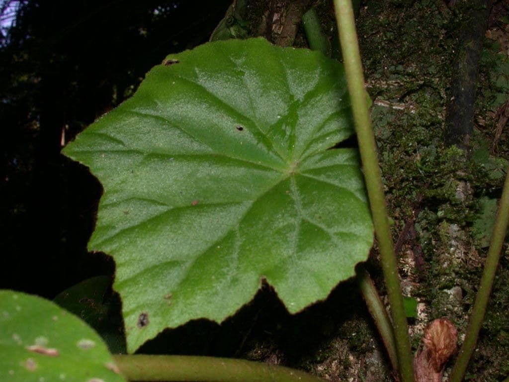 Begonia 13