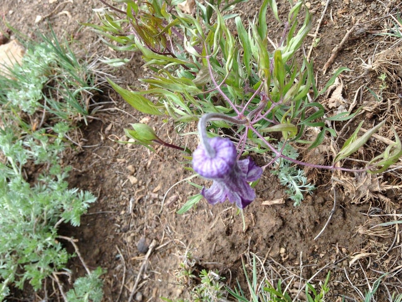 Clematis 8