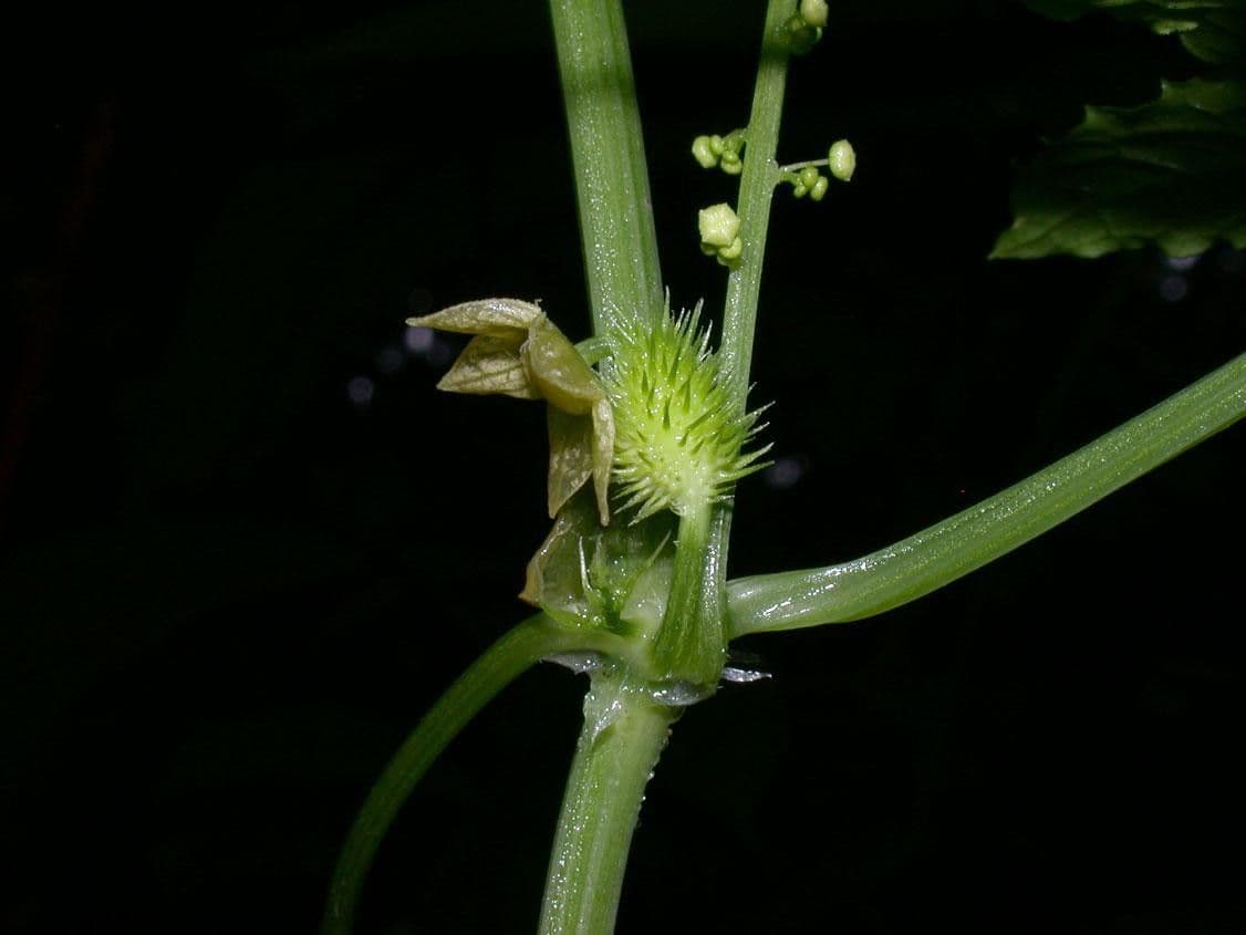 Cyclanthera 15