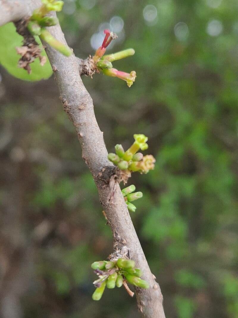 Commiphora 4