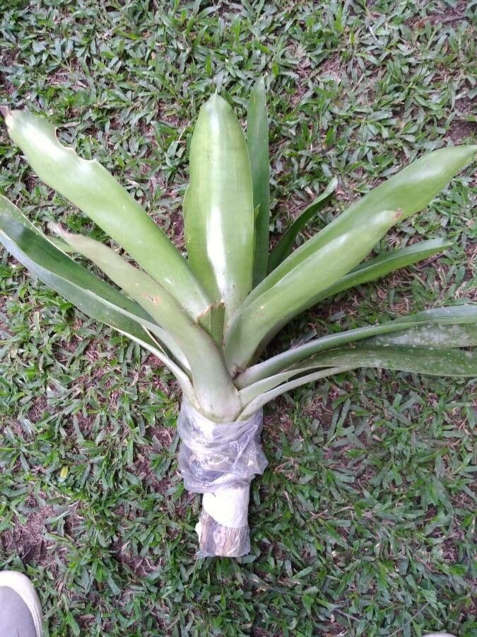 Aechmea bromeliifolia 7