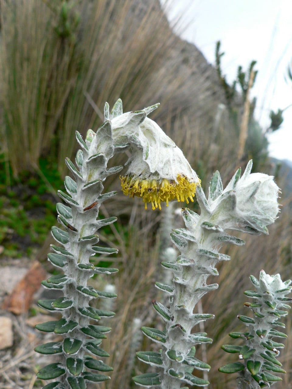Lasiocephalus 3