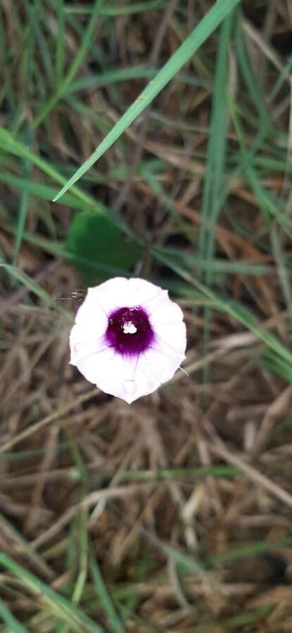 Ipomoea grandifolia 4
