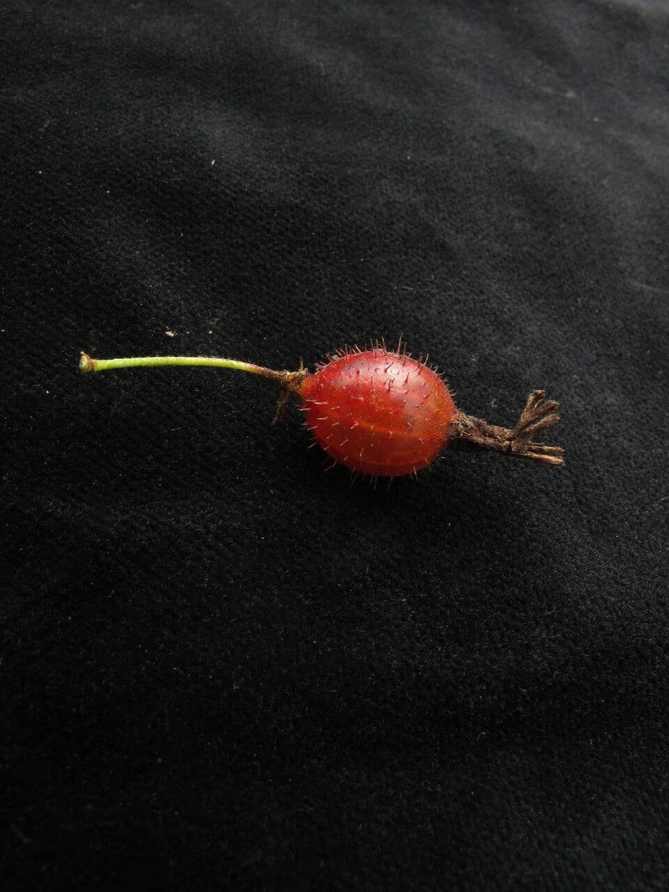 Ribes 2