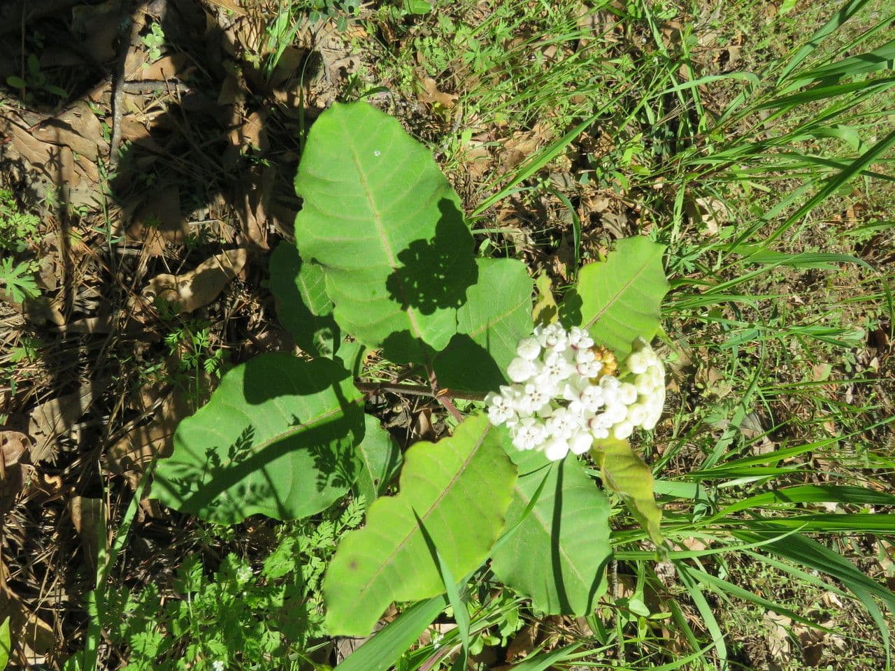 Asclepias variegata 8