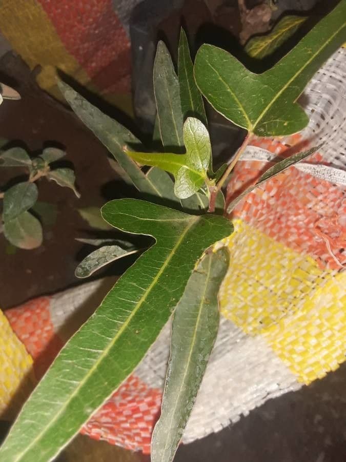 Passiflora suberosa 17