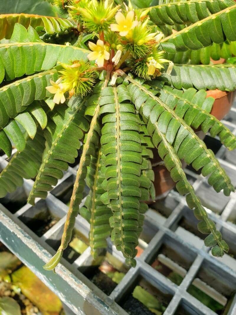 Biophytum 5