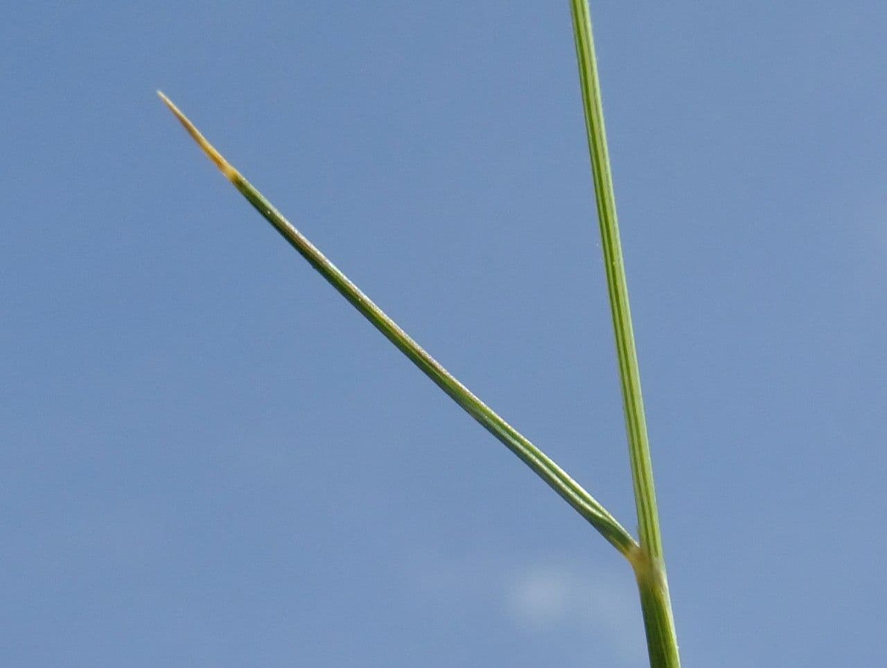 Cervino 25