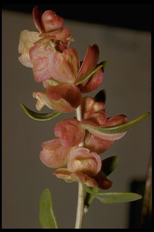 Grayia spinosa