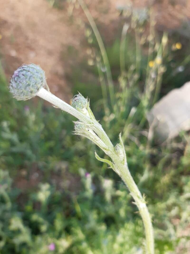 Weißgefleckte Distel 24