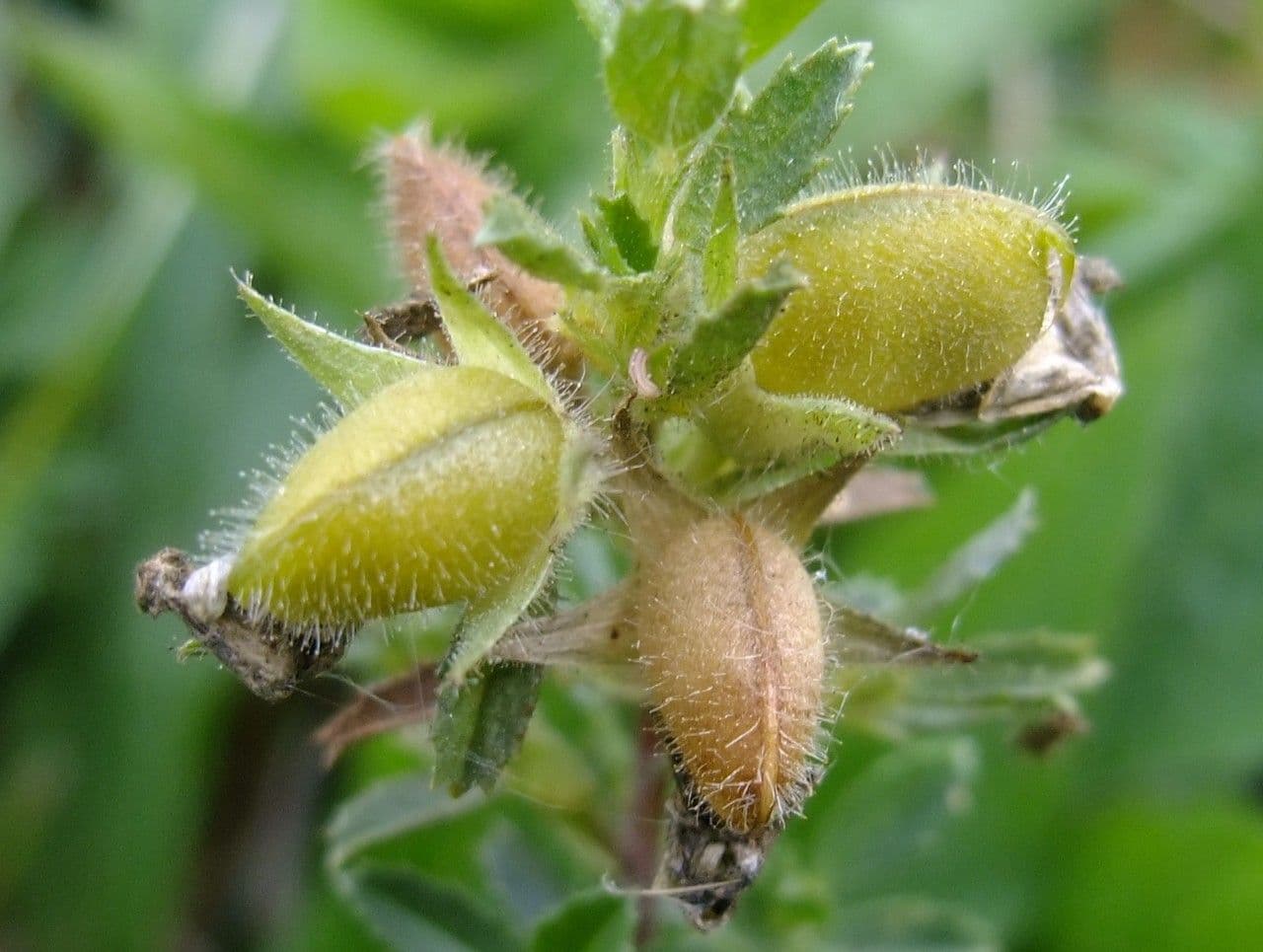 Ononide spinosa 5