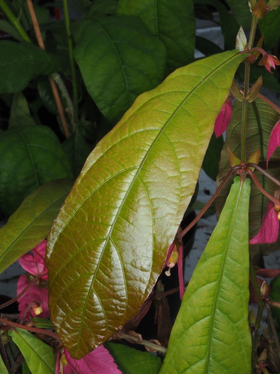 Dalechampia 13