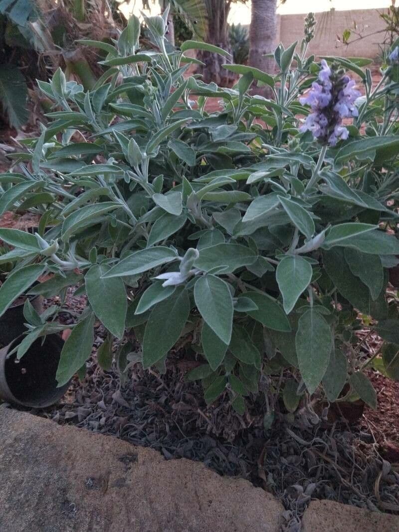 Salvia 7