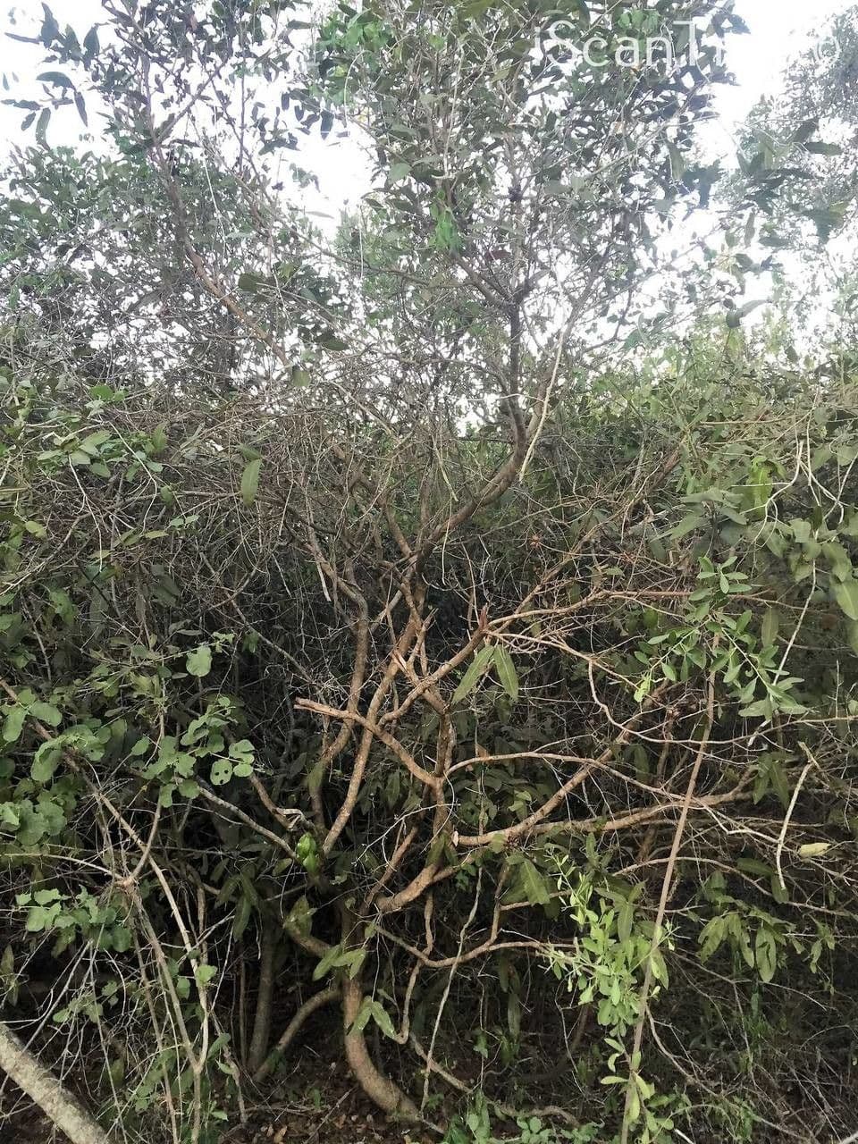 Ochna 7