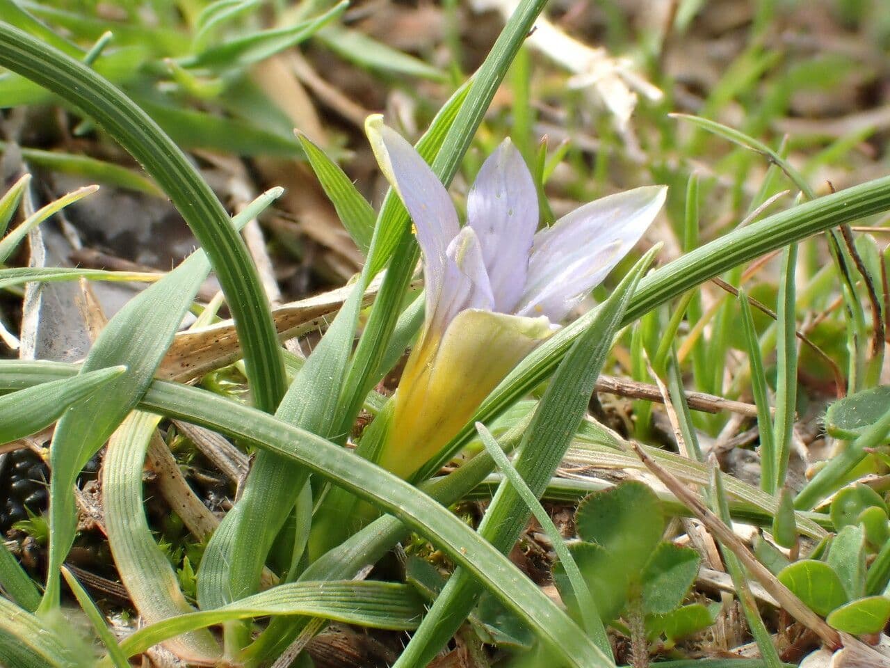 Romulea 9
