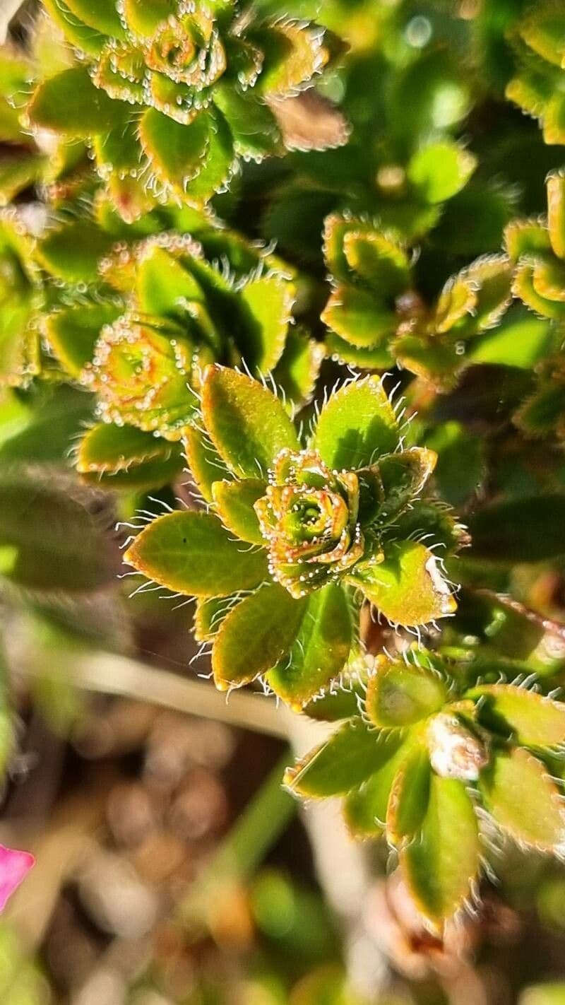 Rhodothamnus 16