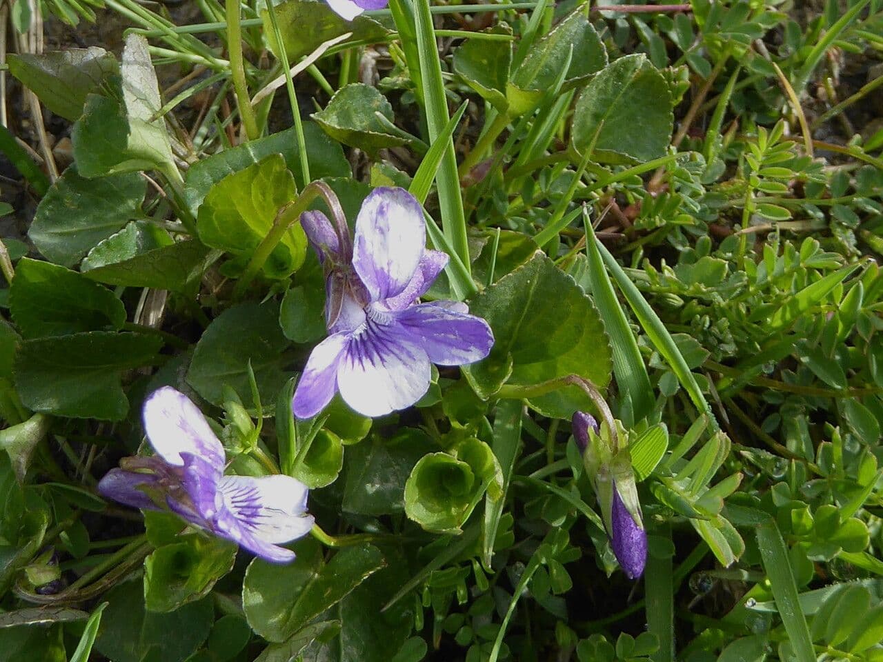 Viola palustre 10