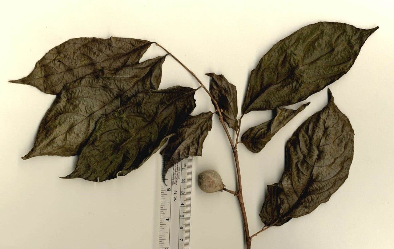 Casearia 17