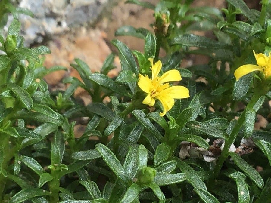 Gutierrezia
