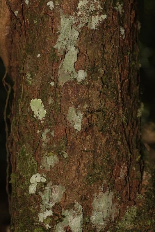 Erythroxylum citrifolium 5