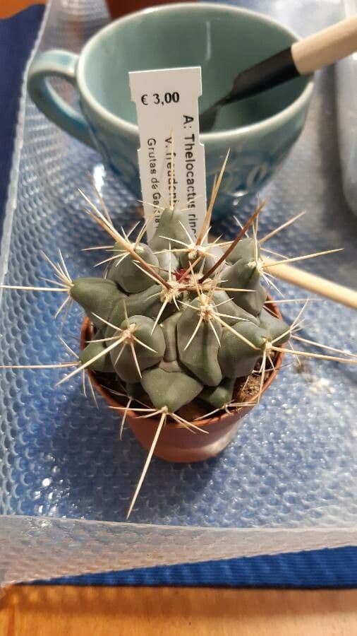 Thelocactus 9