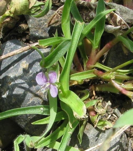 Murdannia nudiflora 19